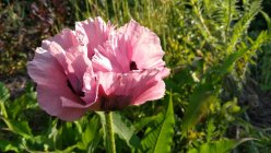 Papaver orientale 'Patty's Plum' Мак восто́чный